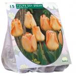 Baltus Tulipa Day Dream tulpen bloembollen per 15 stuks